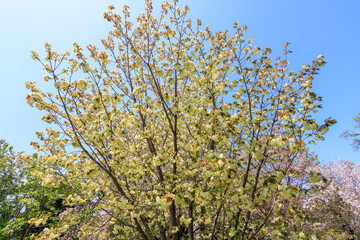 都市公園で満開に咲く美しいサトザクラ（桜）。

日本国東京都文京区、小石川植物園にて。
2024年4月撮影。

Sat-zakura sakura (cerasus sato-zakura, cherry blossom) trees in a city park n.

At Koishikawa botanical garden, Bunkyo-ku, Tokyo, Japan,
photo 