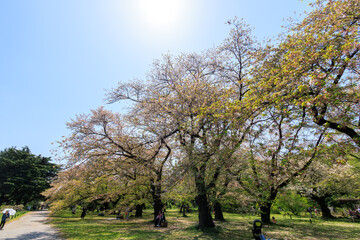 都市公園で満開に咲く美しいソメイヨシノ（桜）。

日本国東京都文京区、小石川植物園にて。
2024年4月撮影。

Someiyoshino sakura (Cerasus x yedoensis, cherry blossom) trees in a city park n.
