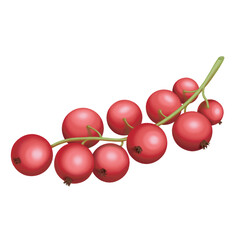 Vector illustration of isolated red currant berries
