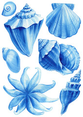 Seashell, starfish, scallop. Sea creatures set watercolor illustration. Hand drawn blue ocean clipart elements design - 789170989