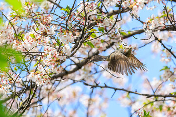 美しいソメイヨシノの間を飛び回って花の蜜を吸う美しいヒヨドリ（ヒヨドリ科）。

日本国東京都文京区、小石川植物園にて。
2024年4月撮影。

Lovely Beautiful Brown-eared Bulbul (Hypsipetes amaurotis, family comprising bulbul) flitting among the beautiful kanhizakura (C