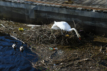 Swan in the nest on the sea at Leith in Scotland