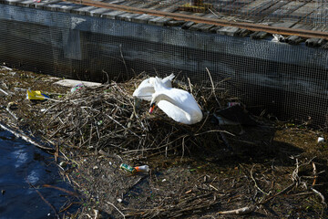 Swan in the nest on the sea at Leith in Scotland - 789171753