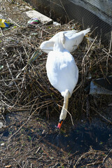 Swan in the nest on the sea at Leith in Scotland - 789171755