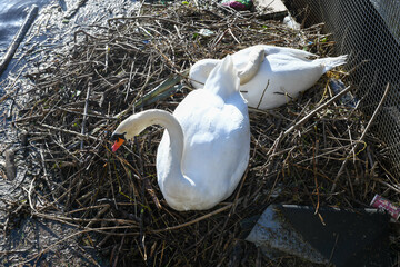Swan in the nest on the sea at Leith in Scotland - 789171784