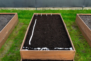 Sowing seeds on a belt in a wooden box lined with agrotextile from the inside and filled with soil and peat.