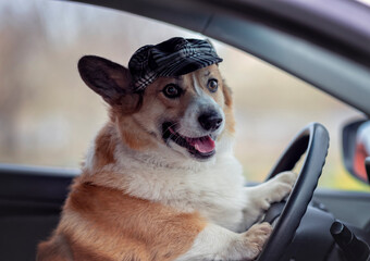 cute corgi dog in a driver's cap sits behind the wheel of a car and smiles - 789172143