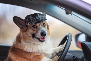 cute corgi dog in a driver's cap sits behind the wheel of a car and smiles - 789172166