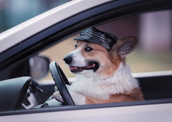 cute corgi dog in a driver's cap sits behind the wheel of a car and smiles - 789172196