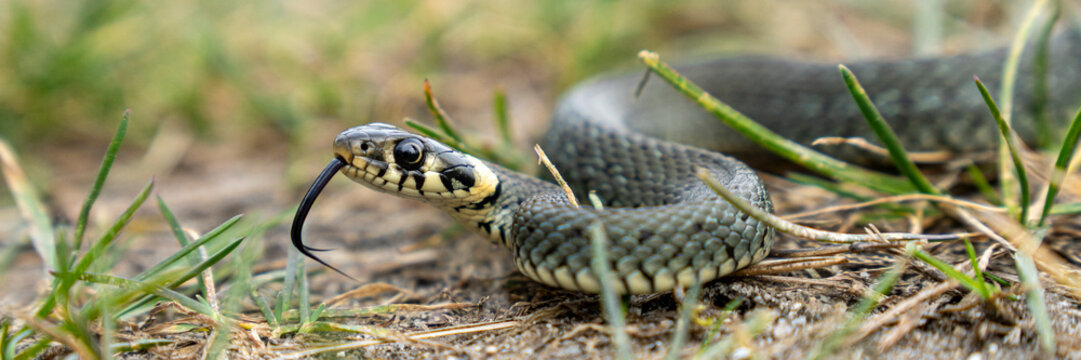 Ringelnatter w&auml;rmt sich an einem Fr&uuml;hlingstag in der Sonne 1