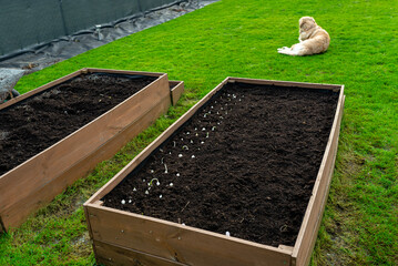 Sowing small onions in a row in a wooden box lined with agrotextile on the inside and filled with soil and peat.