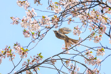 美しいソメイヨシノの間を飛び回って花の蜜を吸う美しいヒヨドリ（ヒヨドリ科）。

日本国東京都文京区、小石川植物園にて。
2024年4月撮影。

Lovely Beautiful Brown-eared Bulbul (Hypsipetes amaurotis, family comprising bulbul) flitting among the beautiful kanhizakura (C