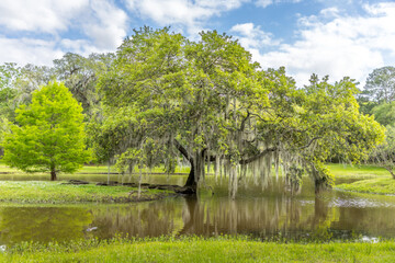 Old single life oak trees with hanging spanish moss reflecting in a pond, southern living - 789173547