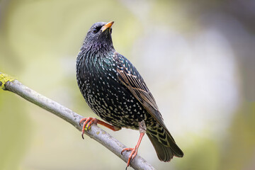 A Common starling sits on the branch and looks toward the camera lens with green-grey background...