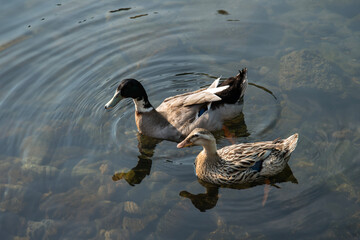 View of the swimming ducks on the lake