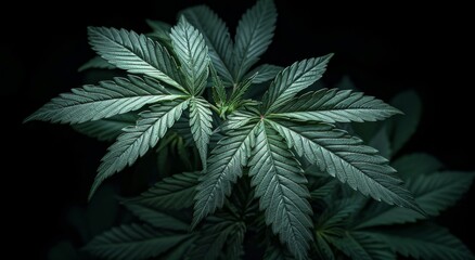 Close Up of Marijuana Plant on Black Background