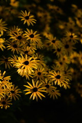 Yellow rudbeckia flowers on bokeh flowers background, black eyed susans, bokeh space for text, floral coneflowers background. - obrazy, fototapety, plakaty