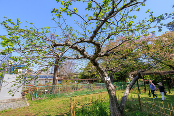 有名なニュートンのリンゴの木（セイヨウリンゴ（バラ科）：apple, Malus...