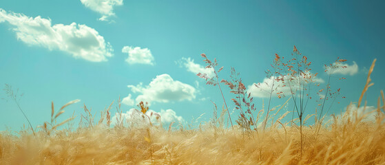 Golden wheat field under retro blue sky