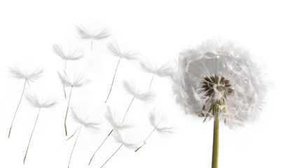 たんぽぽ　旅立ち　愛の神託