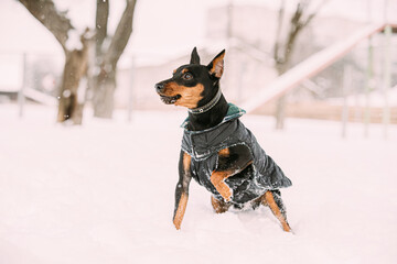 Funny Black Miniature Pinscher Zwergpinscher Leisure Play. Min Pin Dog Playing And Running Outdoor In Snow, Winter Season. Black Zwergpinscher Run Outdoor.