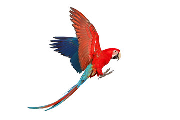 Colorful flying Green Wing Macaw parrot isolated on transparent background png file	