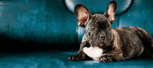 Poster Bulldog français Young Small Black French Bulldog Dog Puppy On Lying On Sofa Blue Background. Funny Dog Baby. Black Bulldog Puppy Dog. Adorable Bulldog Funny Puppy. Unusual Color Background Panoramic View.