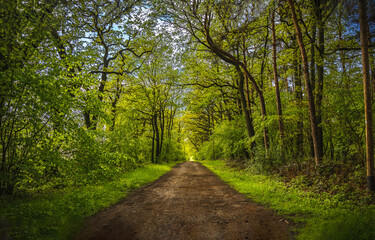 Fototapeta na wymiar Forest road. Road in the forest