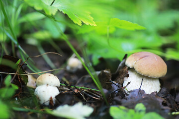 small mushrooms macro / nature forest, strong increase in poisonous mushrooms mold