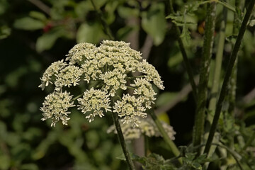 Bright white wild carrot or Queen Anne`s lace flower screen, selective focus - Daucus carota 