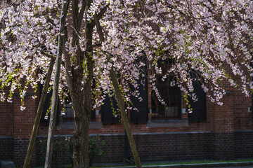 赤レンガの建物と満開の桜 - 789190527