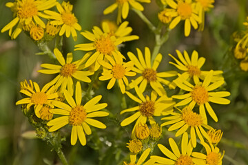 closeup of Bright yellow ragwort flowers - Jacobaea vulgaris.