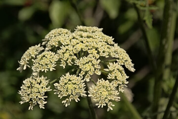 Bright white wild carrot or Queen Anne`s lace flower screen, selective focus - Daucus carota 