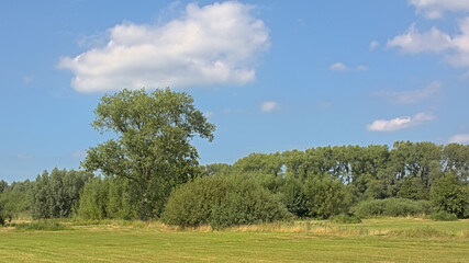 Summer landscape in the marsh of  Bourgoyen nature reserve, Ghent, Flanders, Belgium 