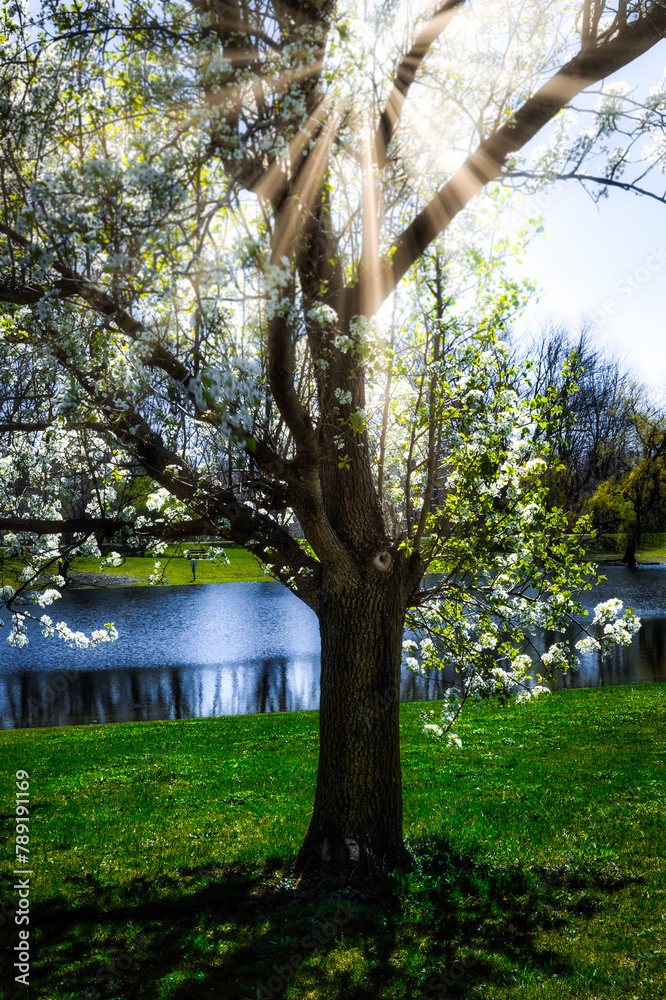 Wall mural rays from the setting sun show through the branches of this dogwood tree that is in full bloom. a wa