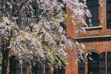 赤レンガの建物と満開の桜 - 789191504
