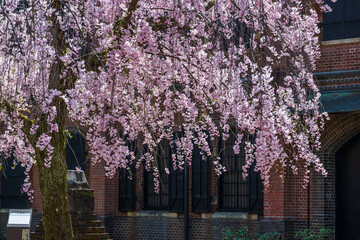 赤レンガの建物と満開の桜 - 789191752