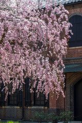 赤レンガの建物と満開の桜