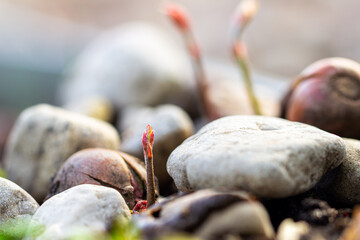 young oak sprout among stones