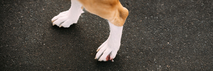 Damaged Claw And Finger In Dog. Dog's Paw Close Up. Broken Dog Nail. Large Dog Paw With Damaged...
