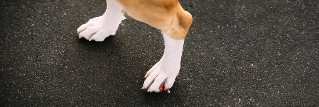 Damaged Claw And Finger In Dog. Dog's Paw Close Up. Broken Dog Nail. Large Dog Paw With Damaged Nail. Blood And Dirt. Need Of Veterinarian Care Or First Aid. Panoramic View.
