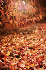 Lively closeup of falling autumn leaves with vibrant backlight from the setting sun