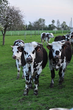 Jolies vaches normandes dans un verger - France