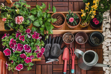 Gardening Composition with Potted Flowers and Gardening Tools