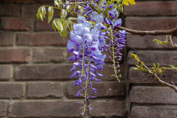 Selective focus of purple flowers Wisteria sinensis or Blue rain, Chinese wisteria is species of flowering plant in the pea family, Its twisting stems and masses of scented flowers in hanging racemes.