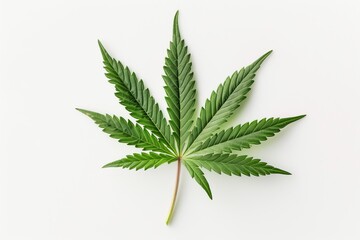 Cannabis leaf isolated on a white background, top view. In the flat lay style