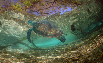 a green turtle on a reef in the caribbean