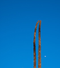 Flower spikes of yakka bushes against deep blue sky with view of the moon
