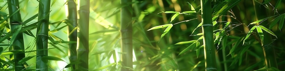 lush green foliage of a bamboo forest illuminated by gentle sunlight, symbolizing eco-friendliness and tranquil growth