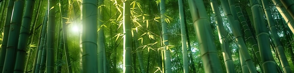 Fototapeta na wymiar serene sunlight filters through vibrant green bamboo, portraying the tranquil ambiance of an oriental zen forest